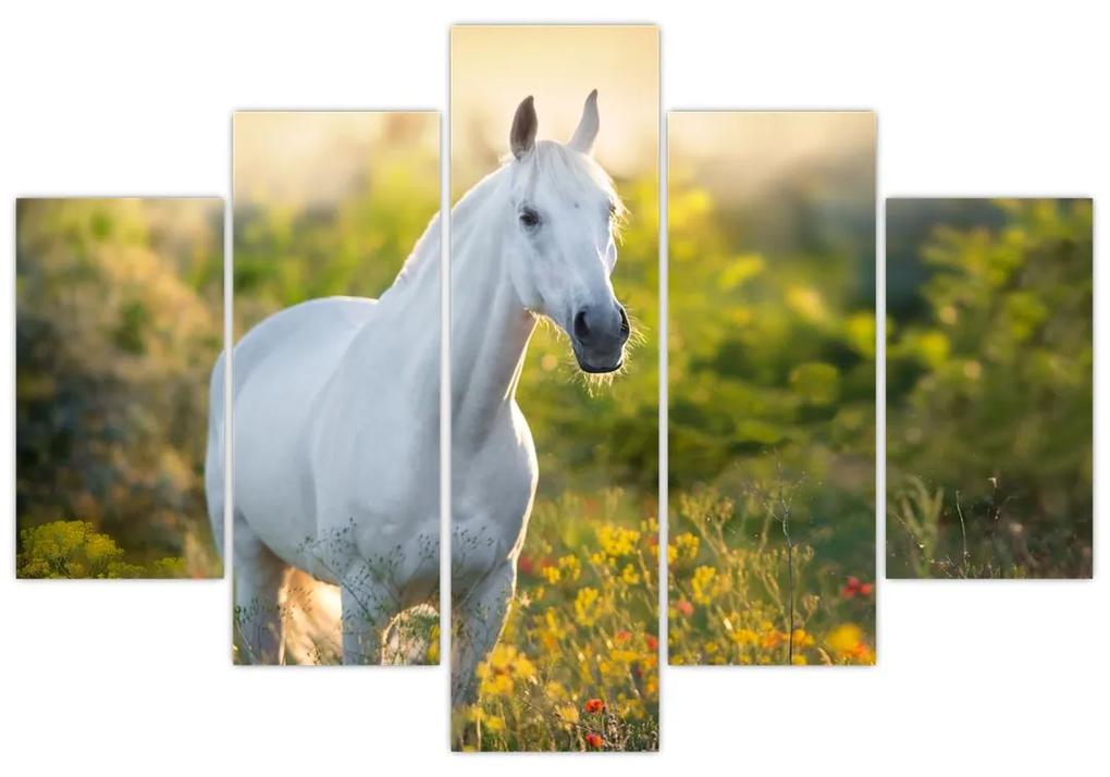 Obraz bieleho koňa na lúke (150x105 cm)