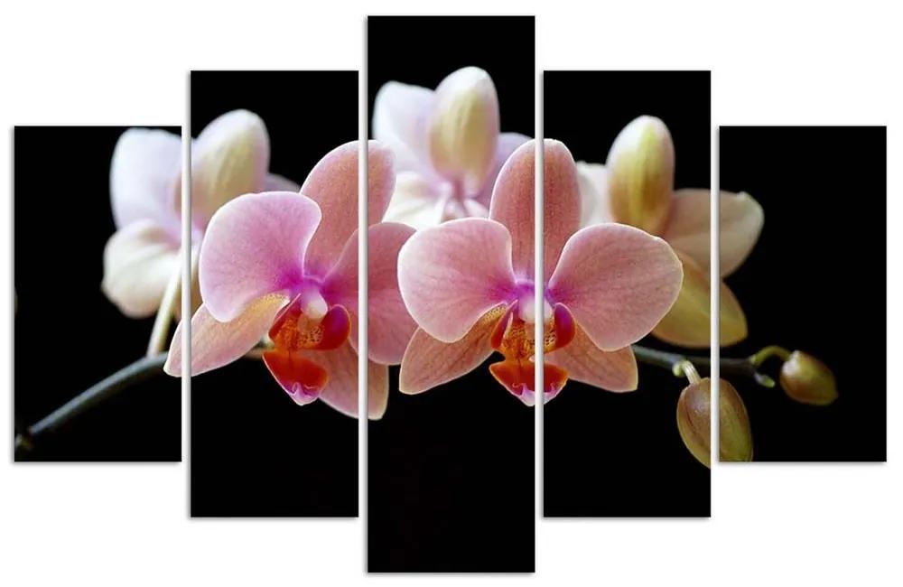 Obraz na plátně pětidílný Růžová orchidej - 200x100 cm
