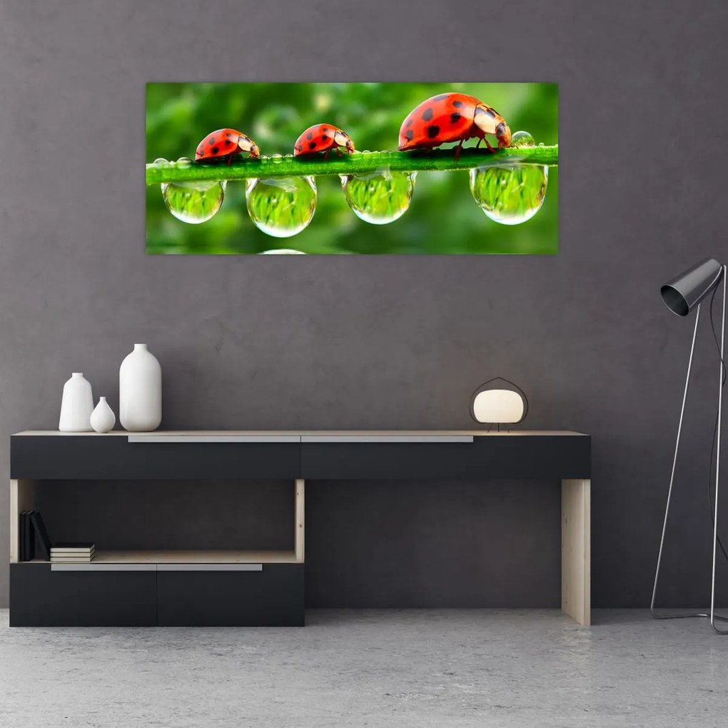 Obraz - Lienka sedembodková (120x50 cm)
