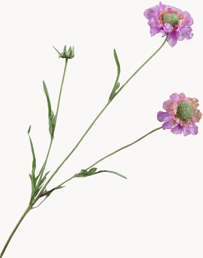 Rastlinné dekorácie Scabiosa, 2 ks