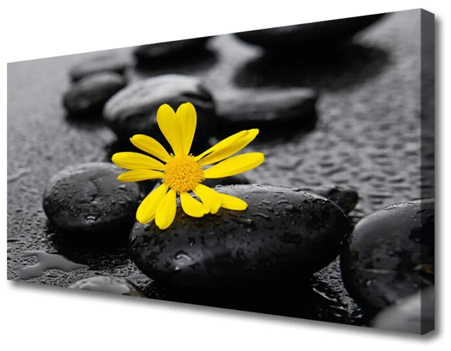 Obraz Canvas Kvet kamene rastlina kúpele 125x50 cm