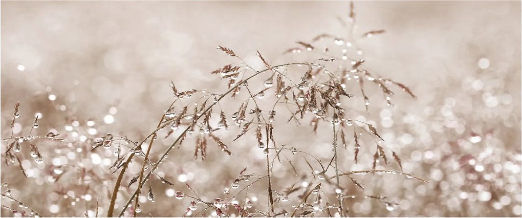 Obraz - Lúka v hnedých tónoch (120x50 cm)