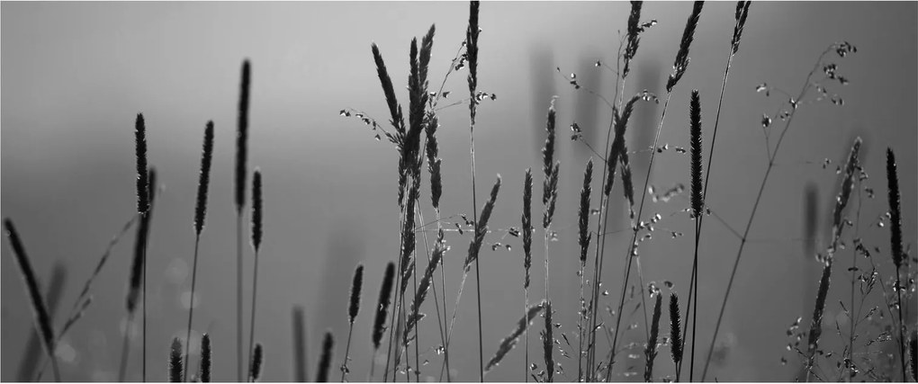 Obraz - Steblá trávy (120x50 cm)