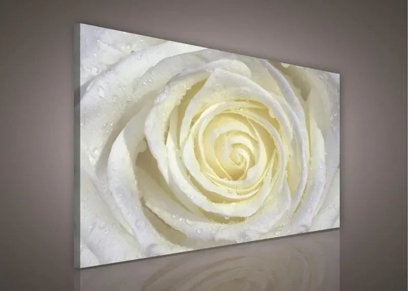 Obraz na stenu biela ruža 100 x 75 cm