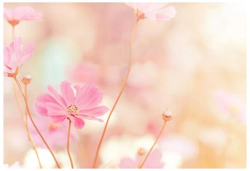 Fototapeta Vliesová Ružové kvety kozmu 312x219 cm