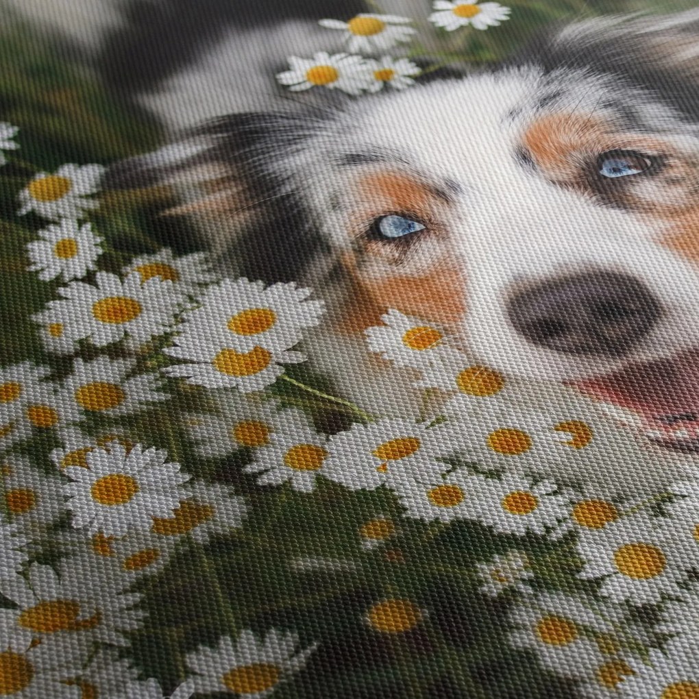 Obraz - Austrálsky ovčiak (120x50 cm)