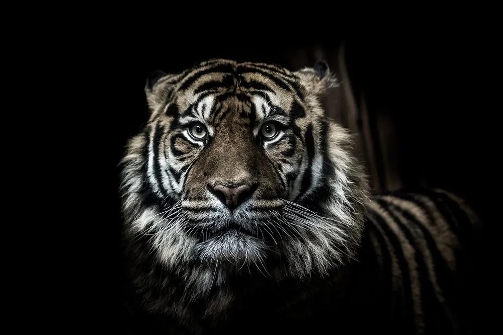 Fototapeta dravý pohľad tigra