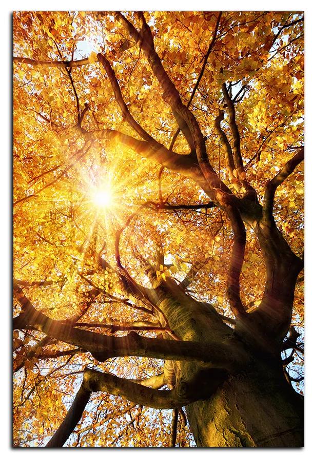 Obraz na plátne - Slnko cez vetvi stromu - obdĺžnik 7240A (120x80 cm)