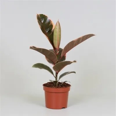 Ficus elastica Belize 12x30 cm