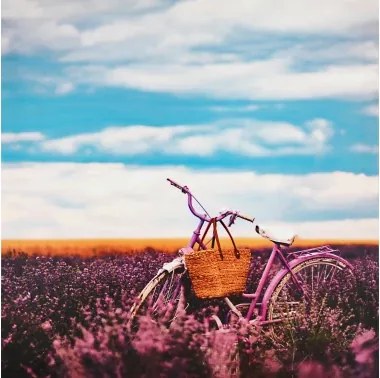 Obraz na plátne Bicykel v levanduli, 50x50 cm%