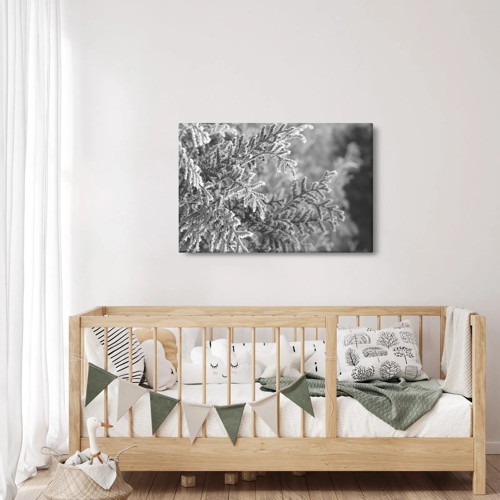Obraz - Smrekový les (90x60 cm)