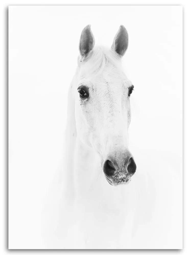 Obraz na plátně Kůň Zvířata Příroda Bílá - 80x120 cm