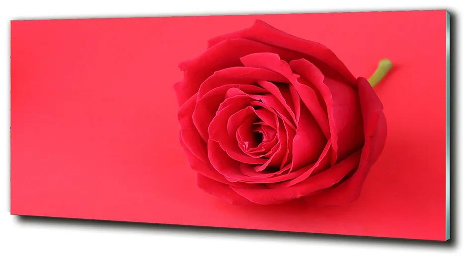 Foto-obraz sklo tvrdené Červená ruža cz-obglass-125x50-77656963