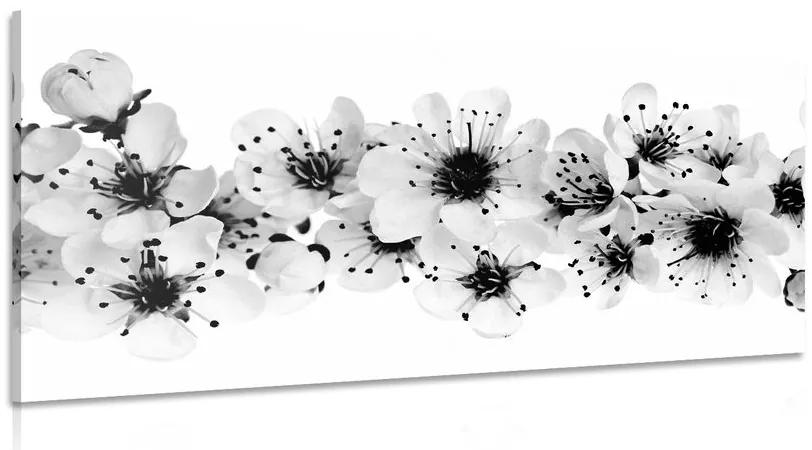 Obraz čerešňové kvety v čiernobielom prevedení Varianta: 100x50