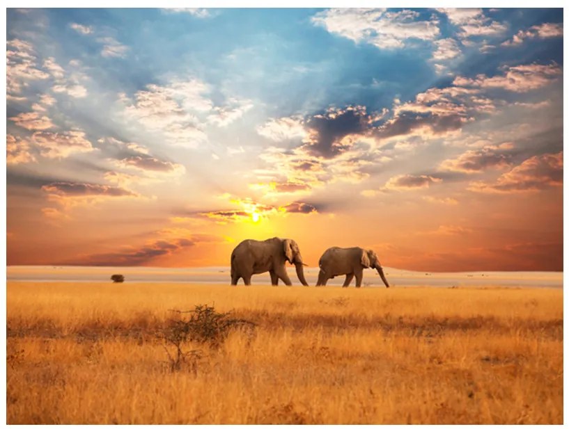 Artgeist Fototapeta - African savanna elephants Veľkosť: 294x231, Verzia: Samolepiaca