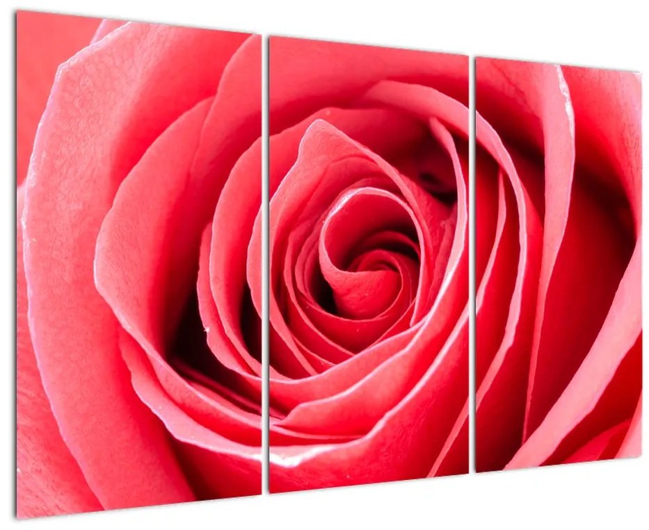 Obraz červené ruže