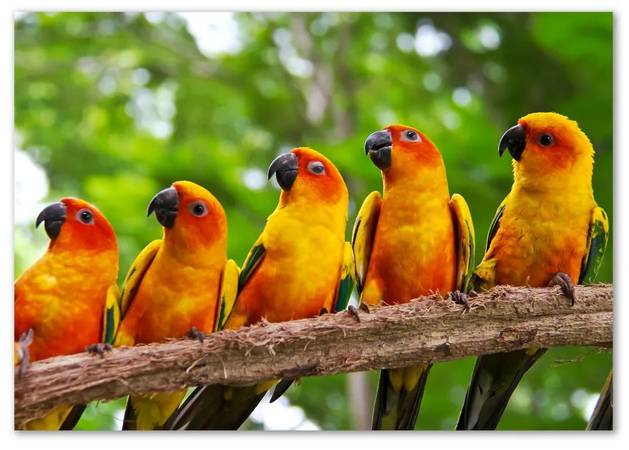 Foto obraz fotografie na skle Papagáje na vetve pl-osh-100x70-f-68805637