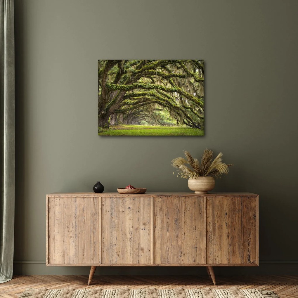 Obraz - Oaks Avenue, Charleston, Južná Karolína, USA (70x50 cm)
