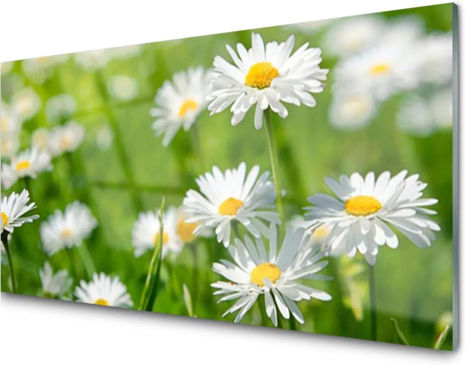 Obraz plexi Sedmokráska Kvet Rastlina