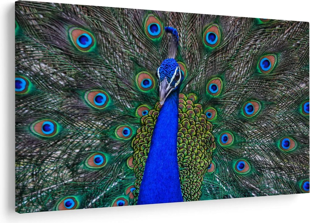 Obraz - Páv (90x60 cm)