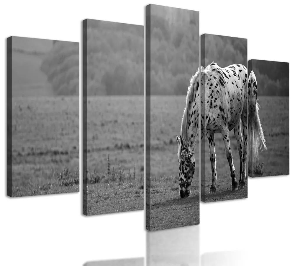 5-dielny obraz krásny kôň pasúci sa na lúke v čiernobielom prevedení