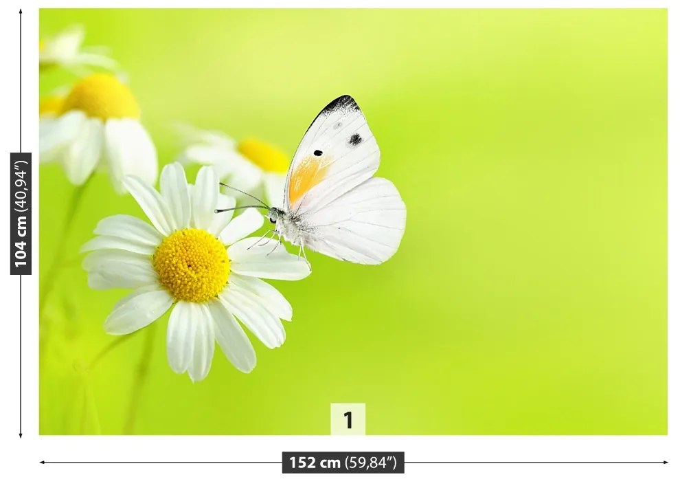 Fototapeta Vliesová Motýľ a harmanček 152x104 cm