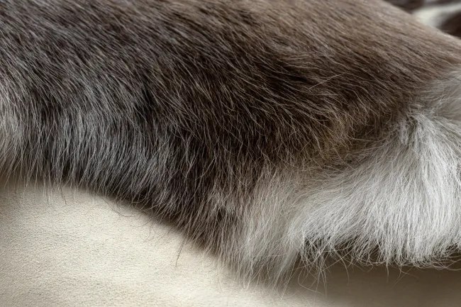 Koberec RENIFER POK003 PREMIUM hnedý / biely