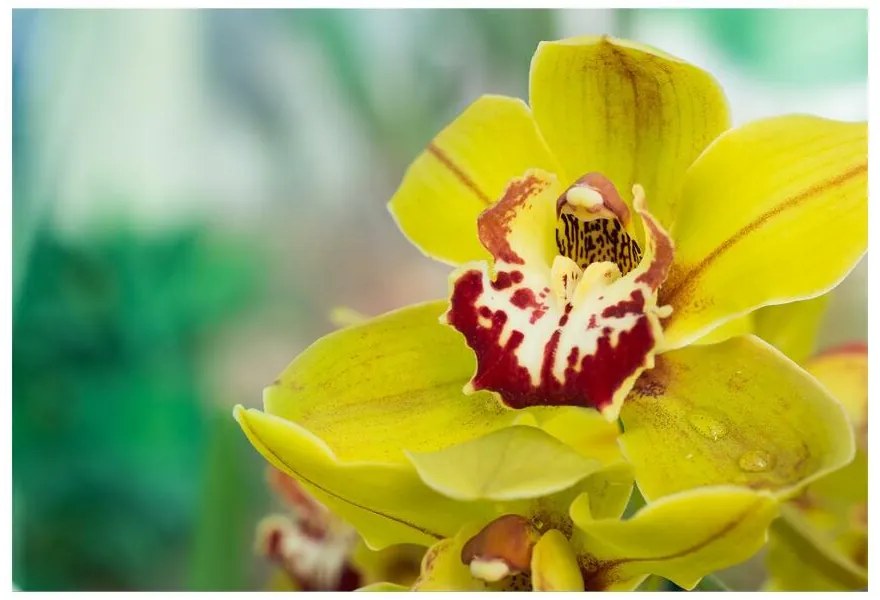 Fototapeta Vliesová Žltá orchidea 312x219 cm