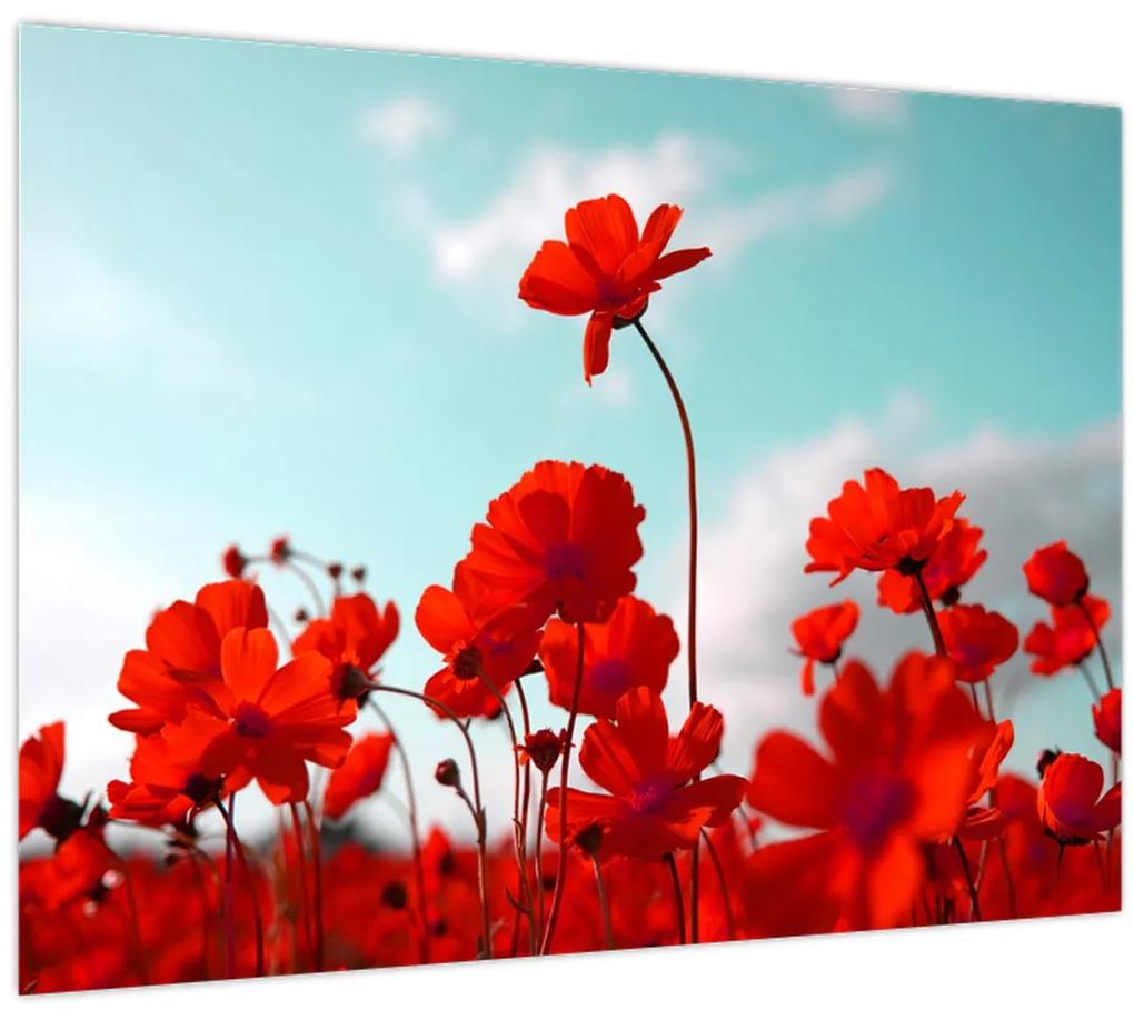 Obraz poľa s jasne červenými kvetmi (70x50 cm)