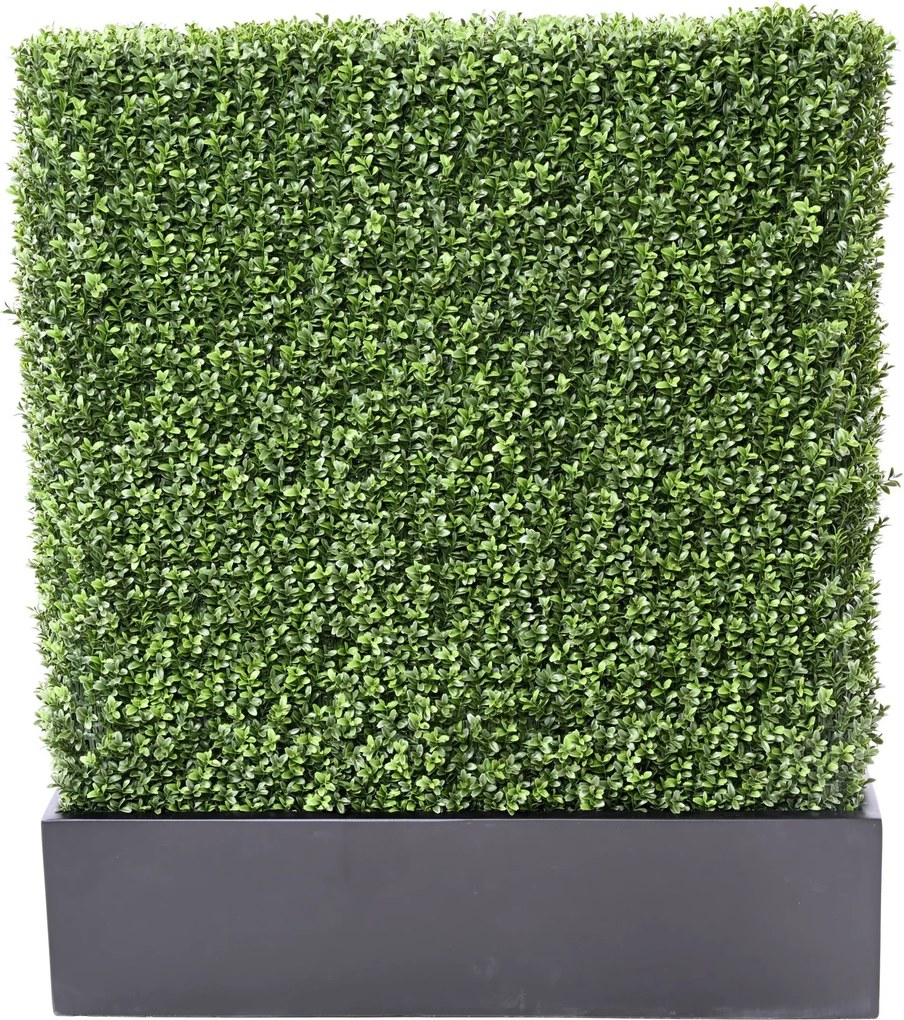Zástena buxus 100cm x 60cm
