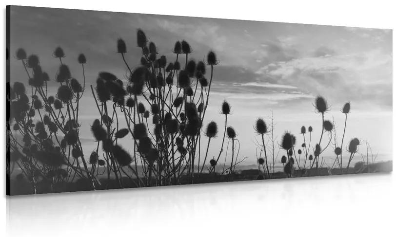 Obraz steblá trávy na poli v čiernobielom prevedení Varianta: 100x50