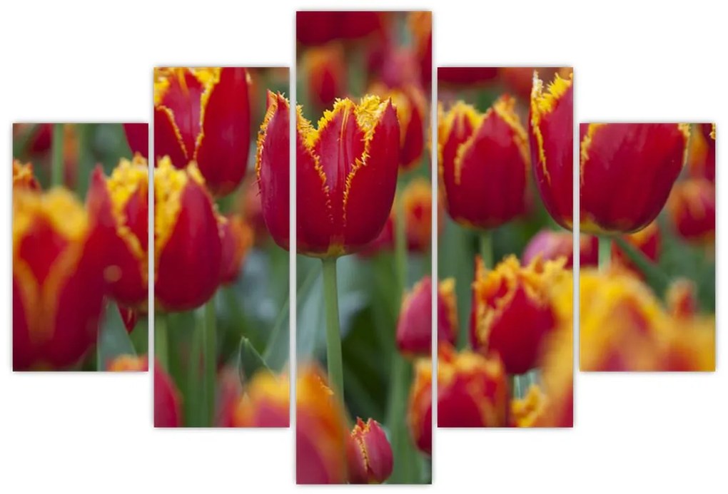 Tulipánové polia - obraz