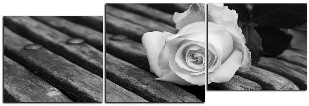 Obraz na plátne - Biela ruža na lavici - panoráma 5224QE (120x40 cm)