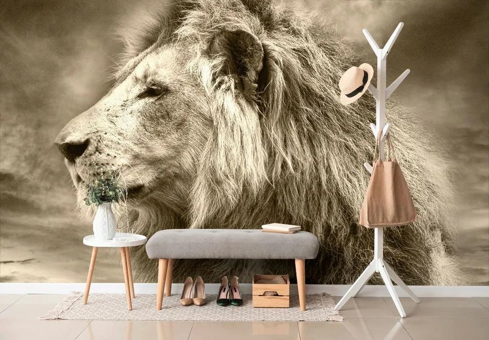 Tapeta africký lev v sépiovom prevedení - 225x150