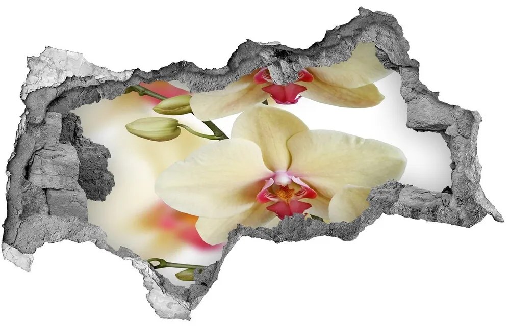 Fototapeta nálepka na stenu Orchidea nd-b-102443917
