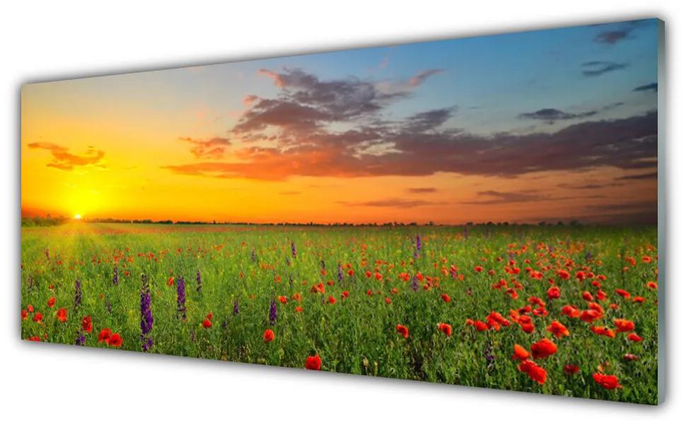 Obraz plexi Slnko lúka kvety príroda 125x50 cm