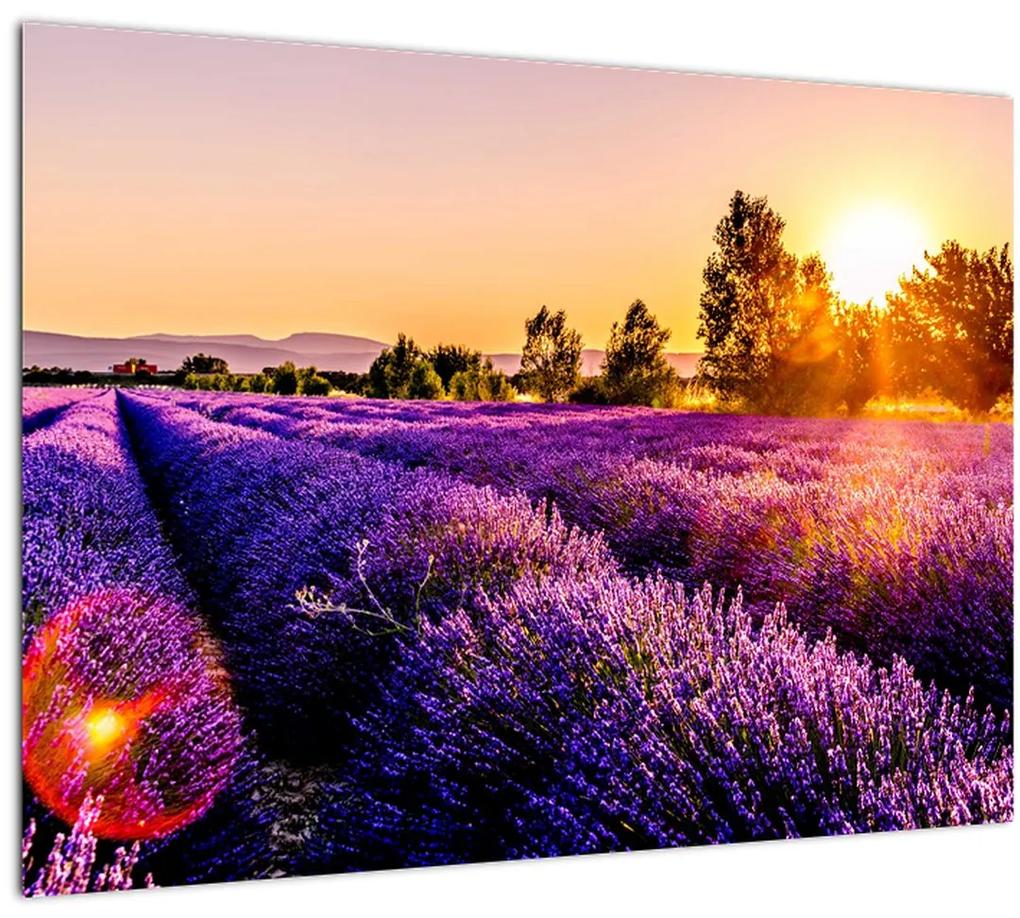 Obraz levanduľového pole, Provence (70x50 cm), 40 ďalších rozmerov