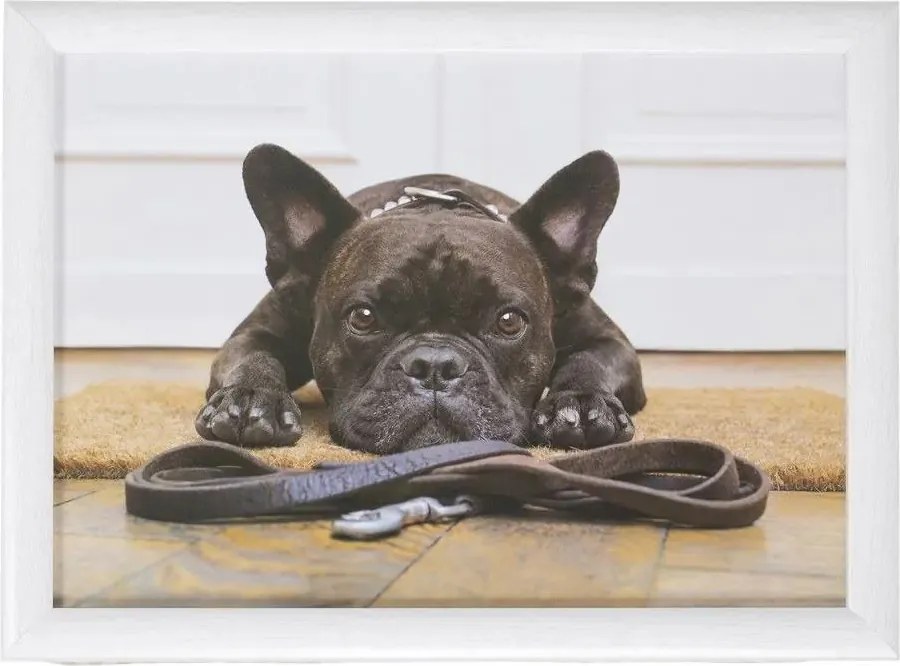 Podnos na nohy s buldočkom French Bulldog humour - 43*33*7cm