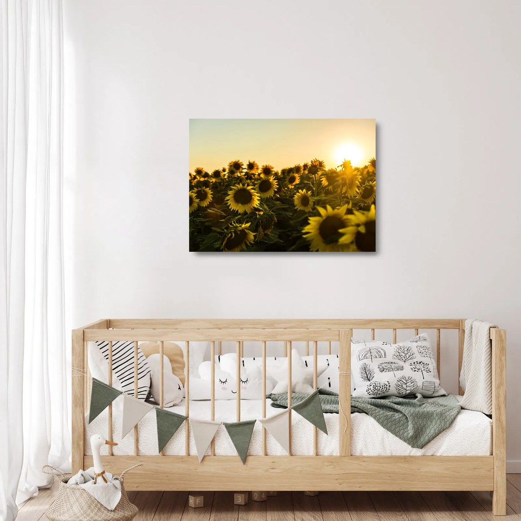 Sklenený obraz slnečnicového poľa (70x50 cm)