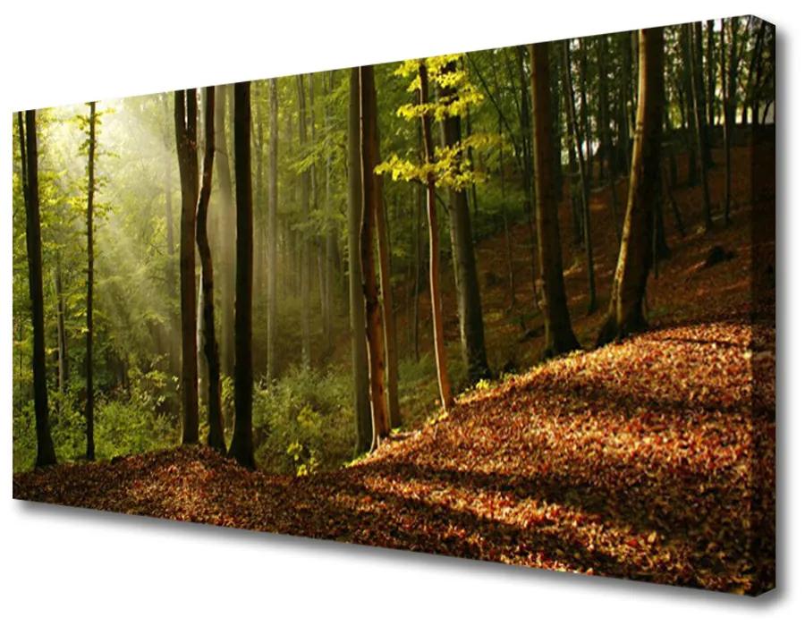 Obraz Canvas Les stromy príroda 100x50 cm