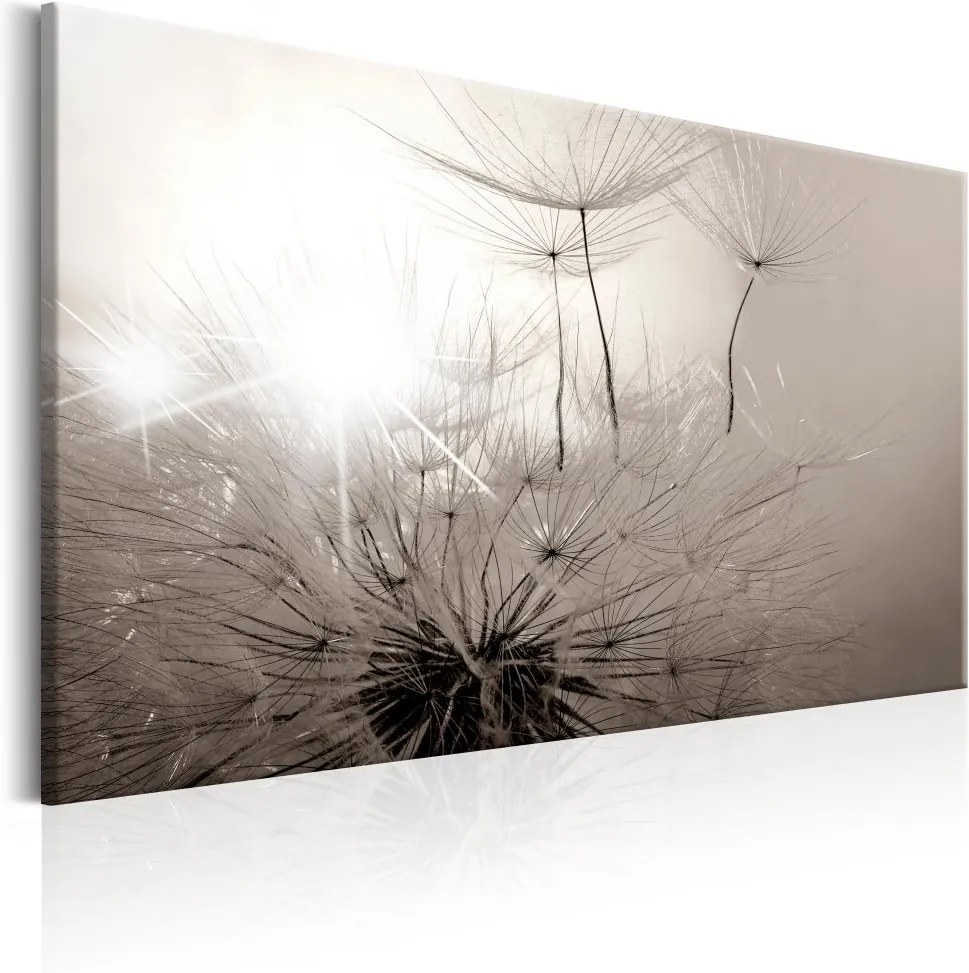 Obraz na plátne Bimago - Beautiful Summer: Dandelions 90x60 cm
