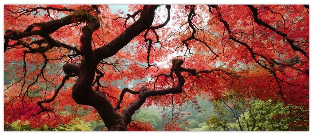 Obraz červeného japonského javora, Portland, Oregon (120x50 cm)