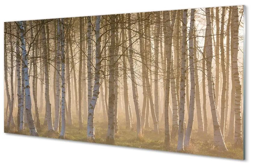 Sklenený obraz Sunrise strom les 125x50 cm