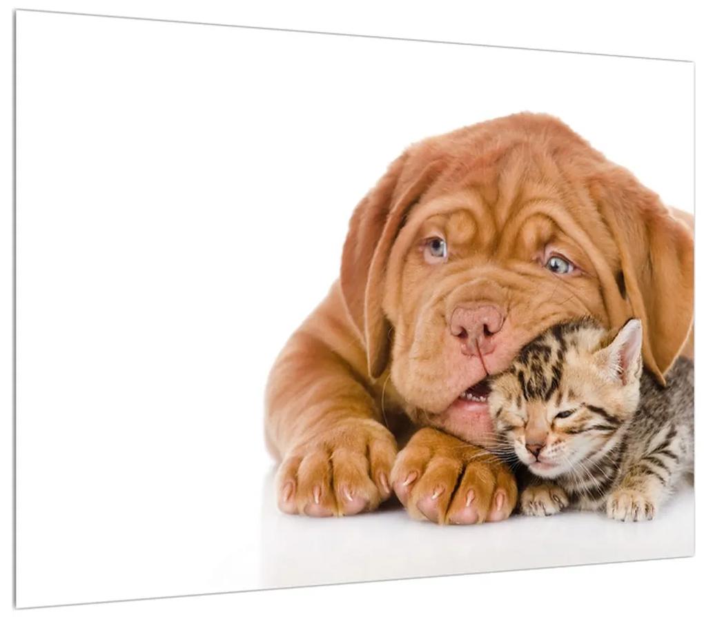 Obraz psa s mačiatkom (70x50 cm)