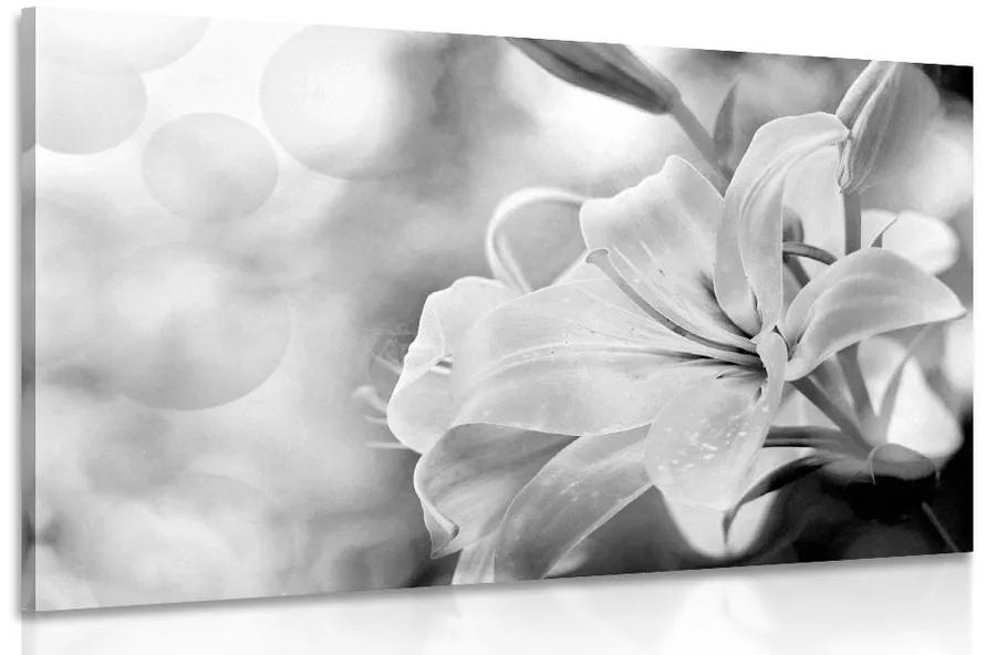 Obraz kvet ľalie na abstraktnom pozadí v čiernobielom prevedení Varianta: 120x80