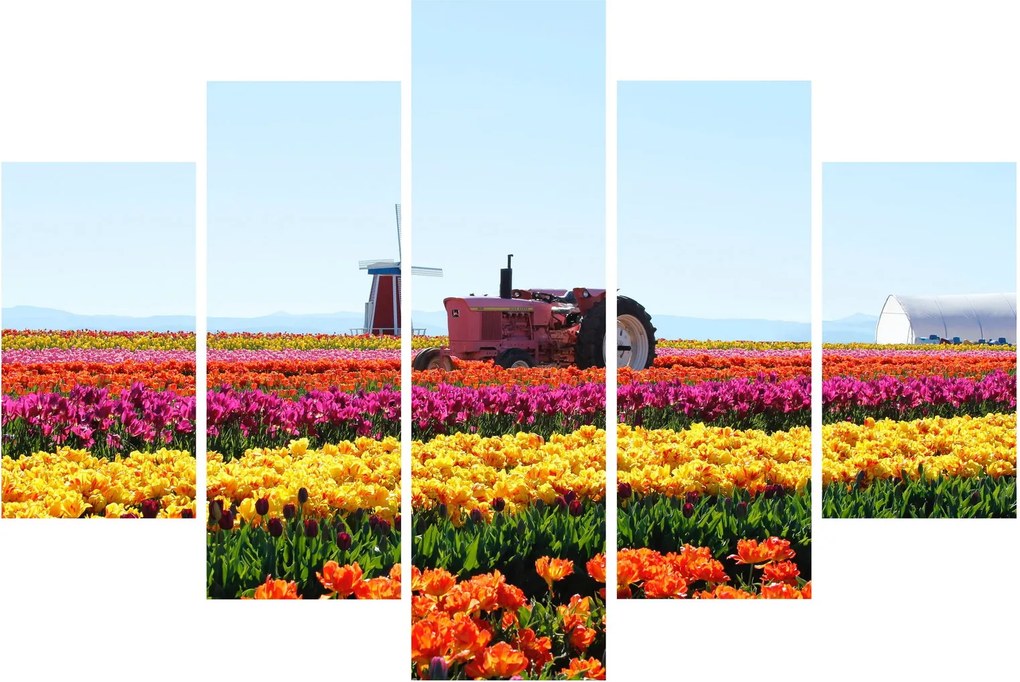 Obraz tulipánové farmy (150x105 cm)