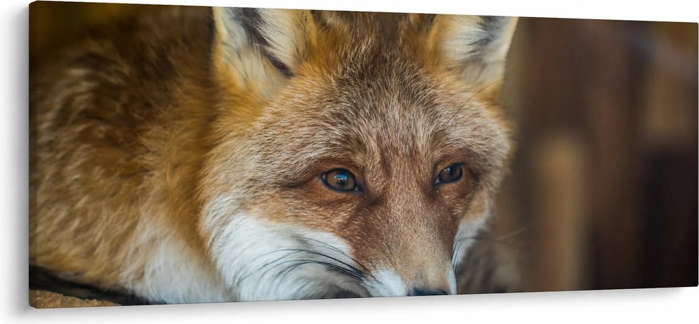 Obraz líšky (120x50 cm)