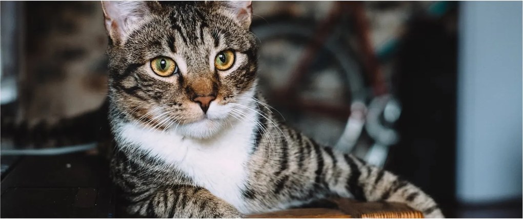 Obraz mačky (120x50 cm)