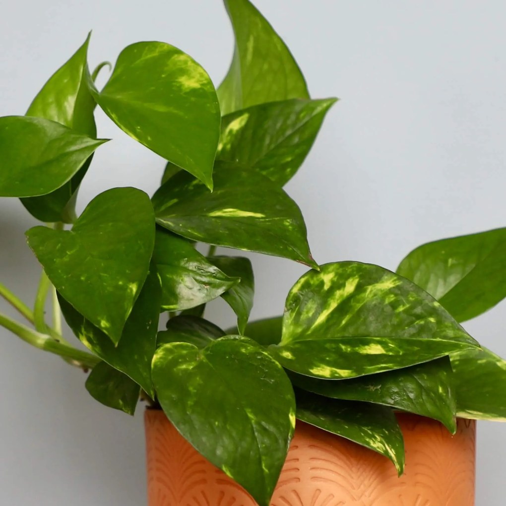 Epipremnum Pothos Aureum zlatý