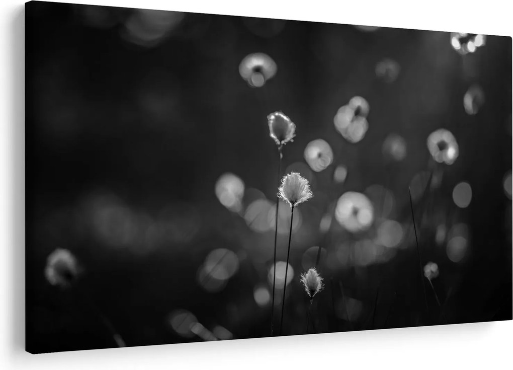 Obraz - Cottongrass na lúke (90x60 cm)